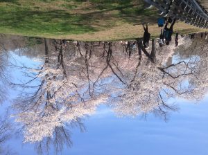 Running Views in Central Park