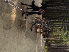 MUSH! Sitting on a dog sled. I almost packed my winter boots for this...good thing I didn't!